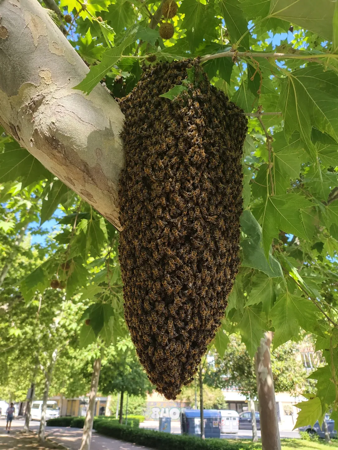 Tratamiento de abejas y enjambres en Palau-solità i Plegamans — PalauControl