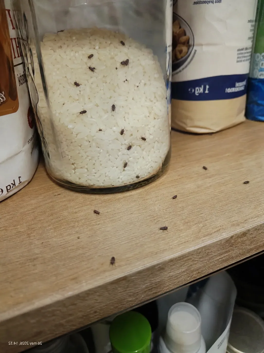 Can Falgueraojos en un bote de arroz de la despensa