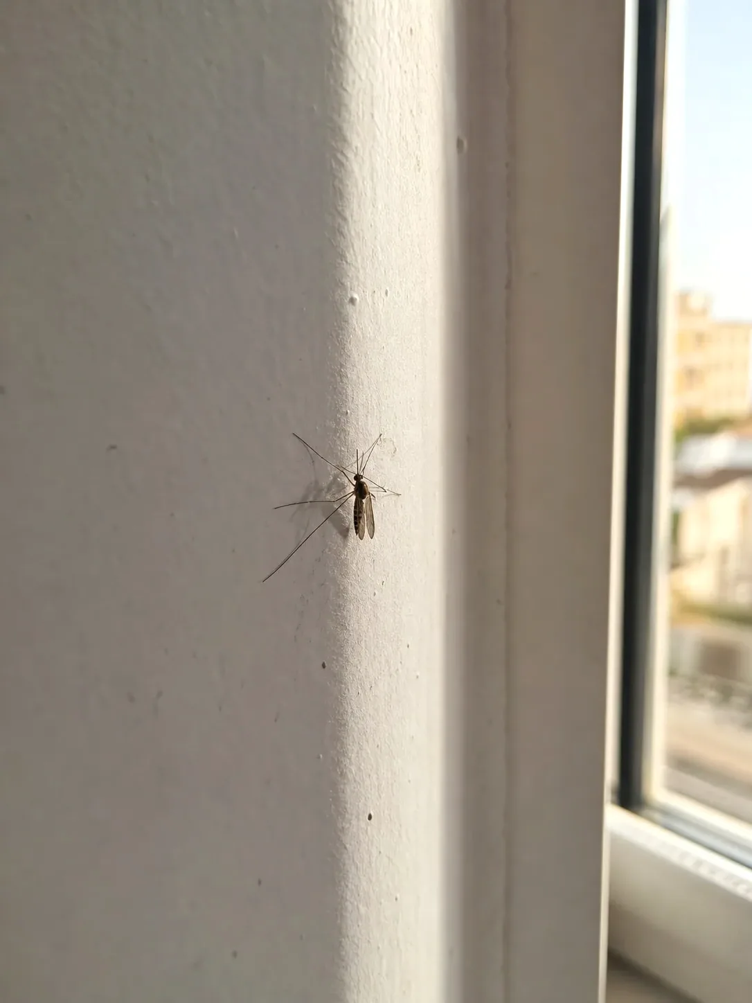 Tratamiento de mosquitos en Palau-solità i Plegamans — PalauControl