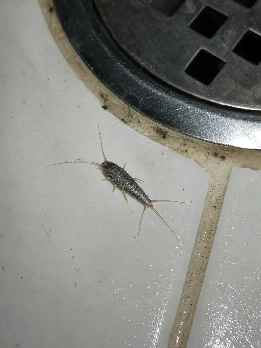 Pececillo de plata junto al desagüe del baño