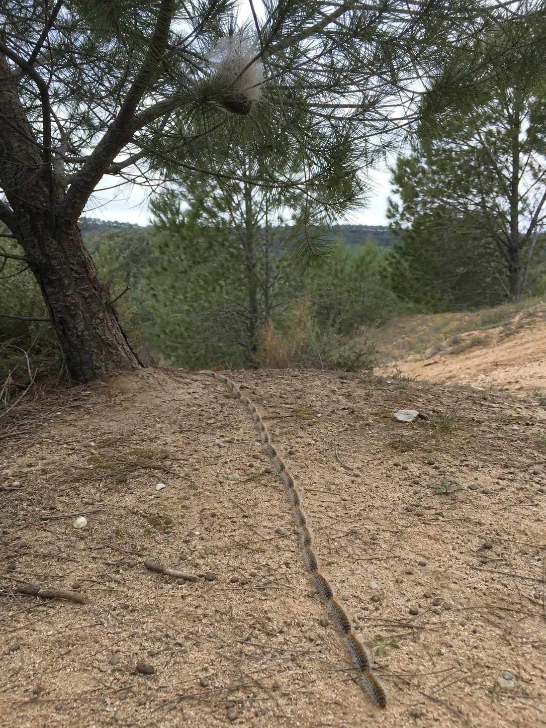 Tratamiento de procesionaria del pino en Palau-solità i Plegamans — PalauControl