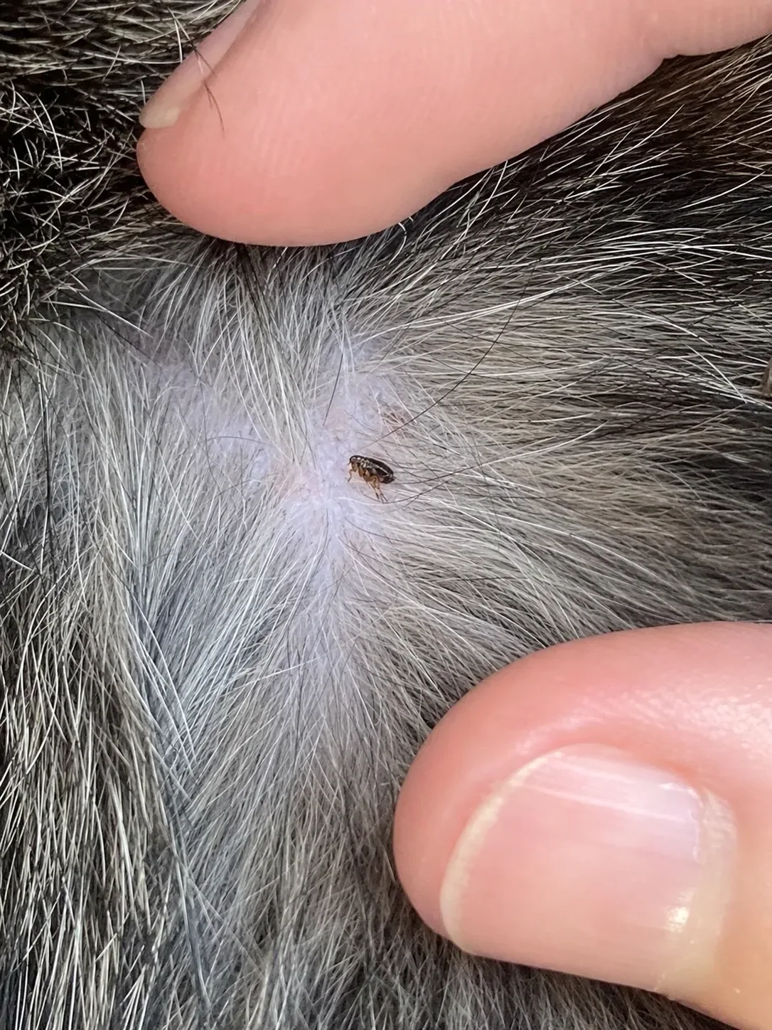 Pulga en detalle sobre el pelaje de una mascota